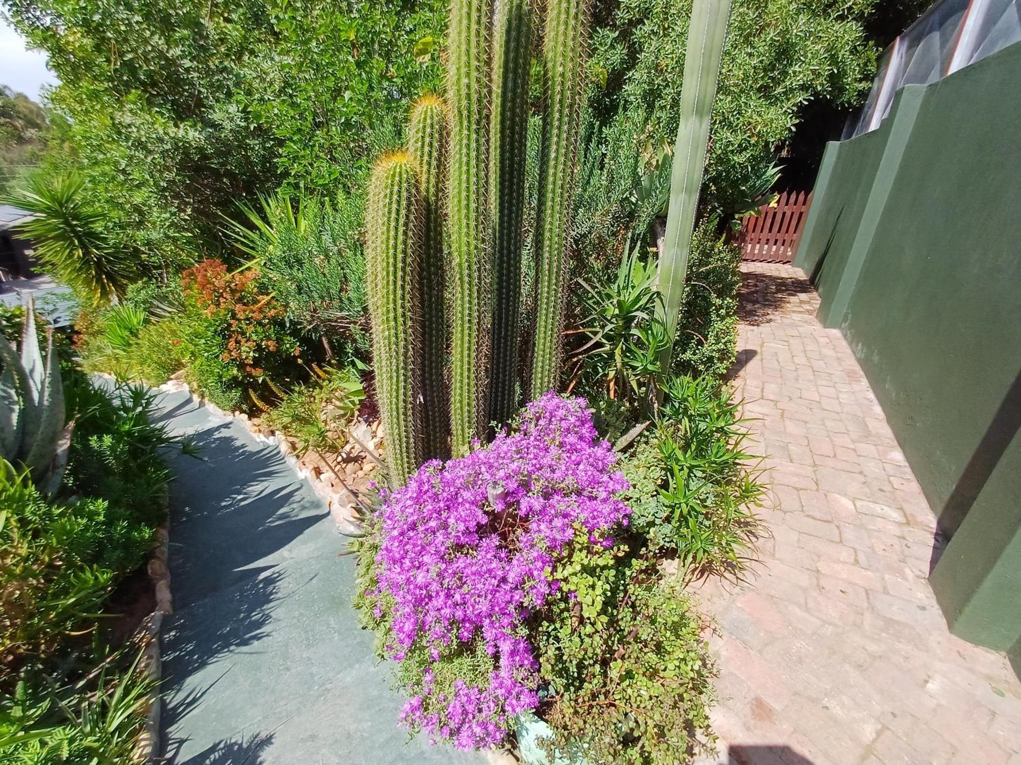 Owl'S Den 2 Appartement Oudtshoorn Buitenkant foto